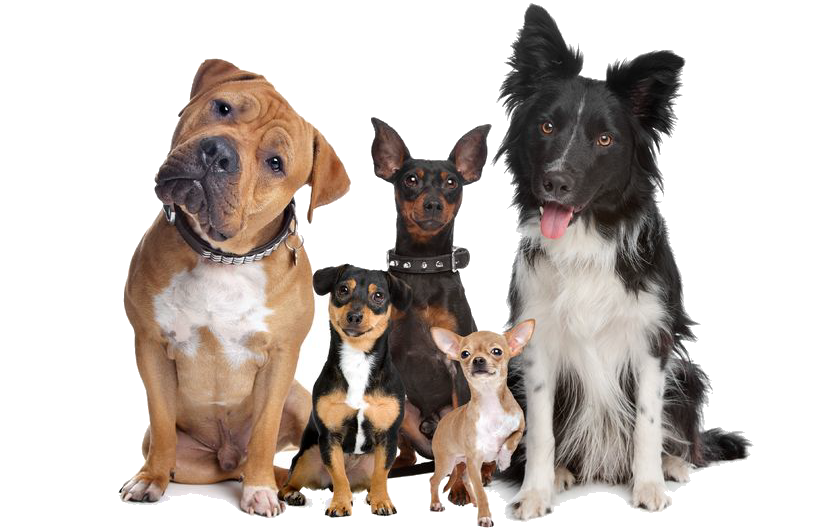 group of dogs