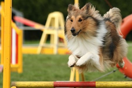 dog jumping over obstacles