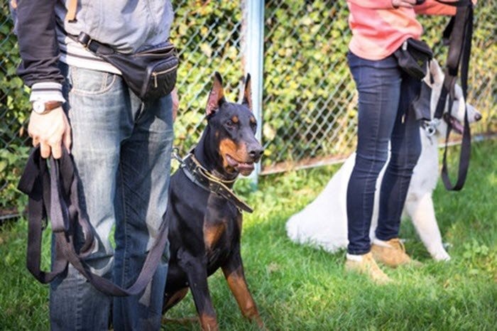 dog outdoor leash training