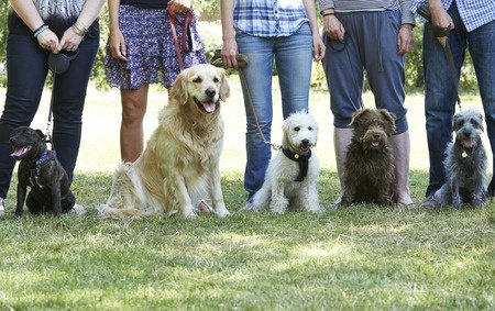 group dog training