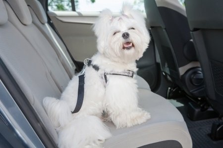 puppy in car