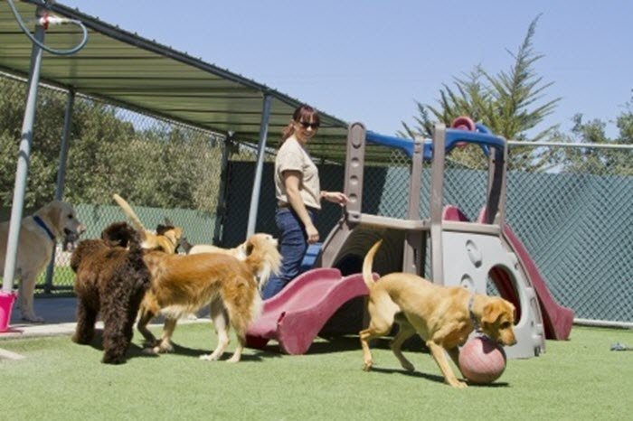 dogs playing in play yard at dog boarding camp