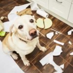 dog with broken dish