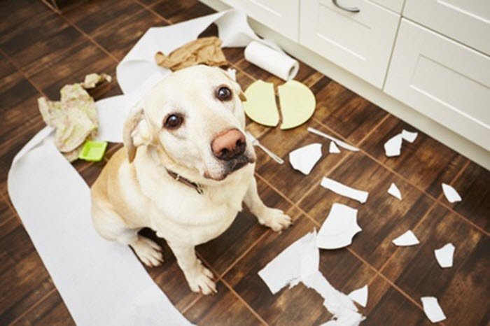dog with broken dish