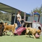 dogs playing in play yard