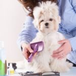 woman grooming dog