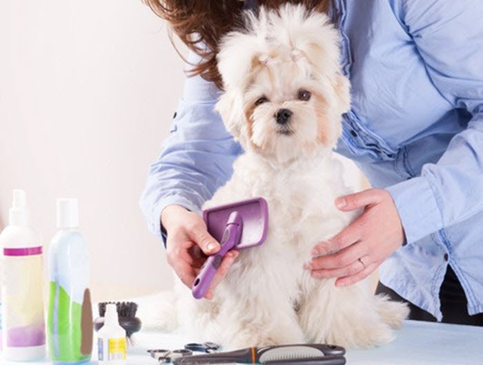 woman grooming dog
