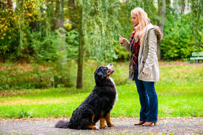 owner instructing dog to sit