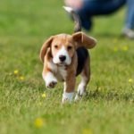 puppy running in field