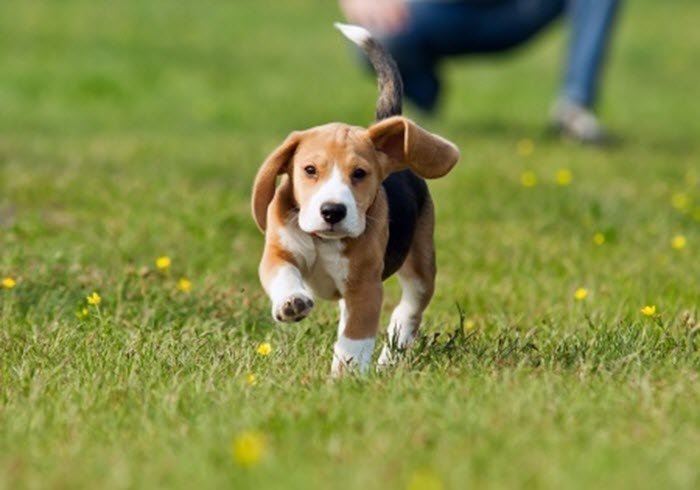 puppy running in field